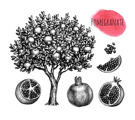Canvas Print - pomegranate ink sketch collection.
