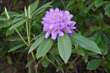 Wall Mural - Closeup shot of blooming Pacific rhododendron flowers in the greenery