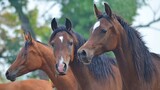 Fototapeta Konie - Arabian horses heads