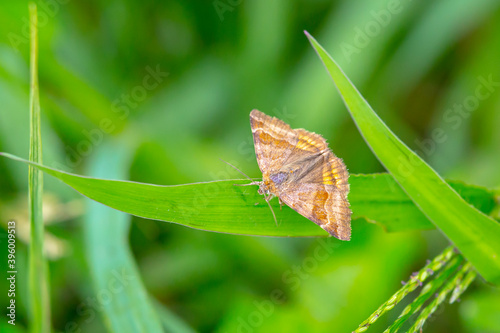 Fotografía Burnet companion moth, Euclidia glyphica, resting in a field