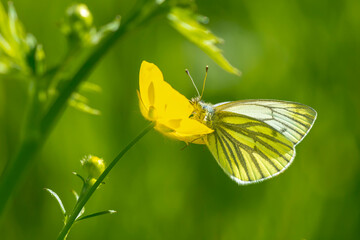 Wall Mural - Green-veined white butterfly Pieris napi resting in a meadow