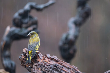 European greenfinch (Chloris chloris) in the italian apennines, Italy.