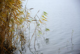 Fototapeta  - Golden reed in autumn in the water at a lake, natural landscape with generous copy space