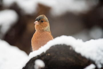 Common chaffinch (Fringilla coelebs) in winter, apennine mountains, Italy.