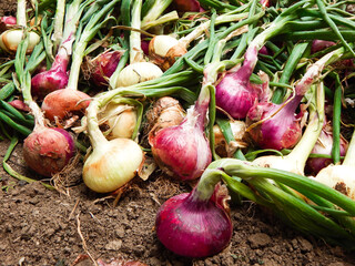 Fresh, colourful onions in a garden or field on ground