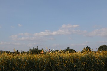 wheat field and sky