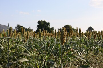 Poster - corn field with sky background