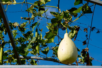 Calabash vegetable in organic farm in countryside