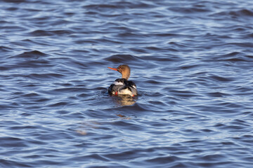 Canvas Print - Younger red breasted merganser on Michigan lake