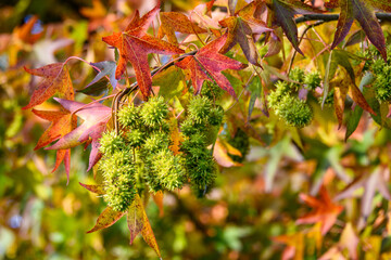 Wall Mural - Closeup of American Sweet Gum tree turning colors in the fall, spiky seed pods
