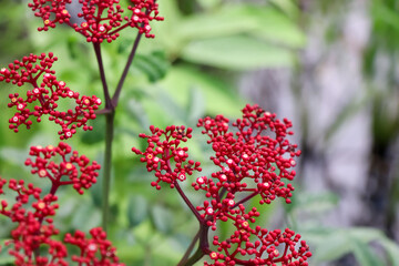 Sticker - Red Bandicoot Berry are blooming