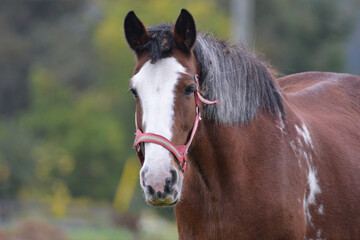 Fall scene of  a Clydesdale horse with burdocks in mane