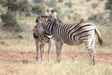 Fototapeta Konie - Steppenzebra / Burchell's Zebra / Equus burchellii...