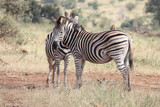 Fototapeta Konie - Steppenzebra / Burchell's Zebra / Equus burchellii...