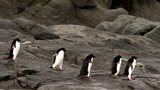Fototapeta Tęcza - Row of 5 Adelie penguins walking across black rocks in Antarctica