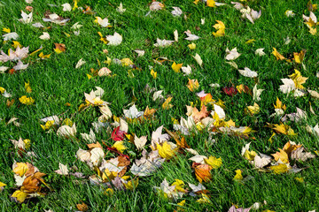 Fallen colorful fall leaves on a lush green lawn on a sunny fall day, as a nature background
