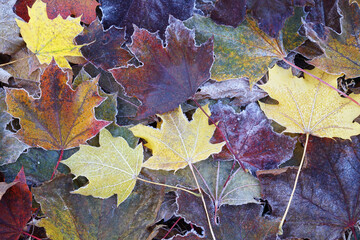 Wall Mural - frost colorful leaves in the cold morning as nature background