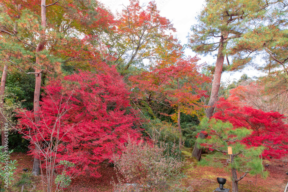 Fototapeta 美しい京都市の紅葉 Las Fototapety Ecowall24 Pl