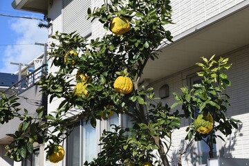 Wall Mural - Citrus pseudogulgul fruits / Rutaceae evergreen shrub