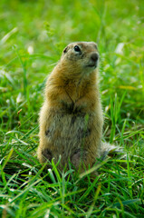 Wall Mural - Gopher sitting in the grass