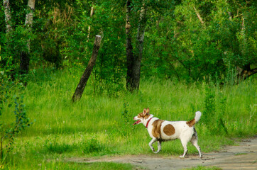 Wall Mural - Dog walking in the forest