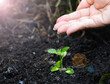 © sompong_tom - Hand Watering Young Plant Seedlings for environment and ecology