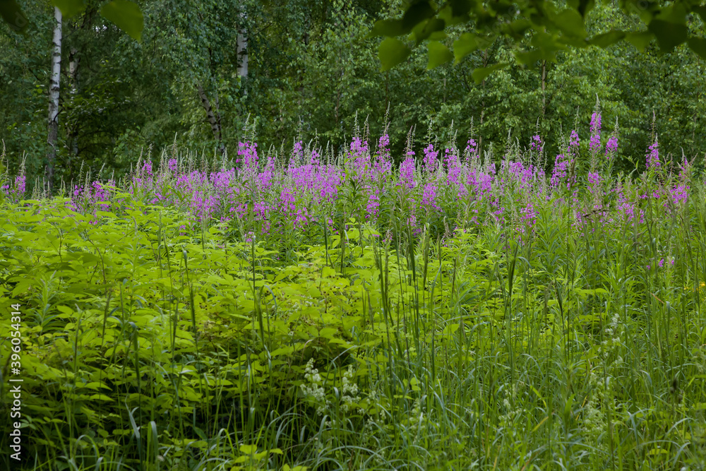 Pink flowers of willow-tea in a meadow among the forest. Spring or summer floral forest background or landscape. The medicine is fireweed. - obrazy, fototapety, plakaty 