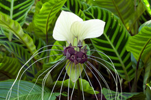 Sydney Australia, Unusual Flower Of  A Tacca Integrifolia Or White Batflower, Native To Tropical And Subtropical Rainforests Of Central Asia