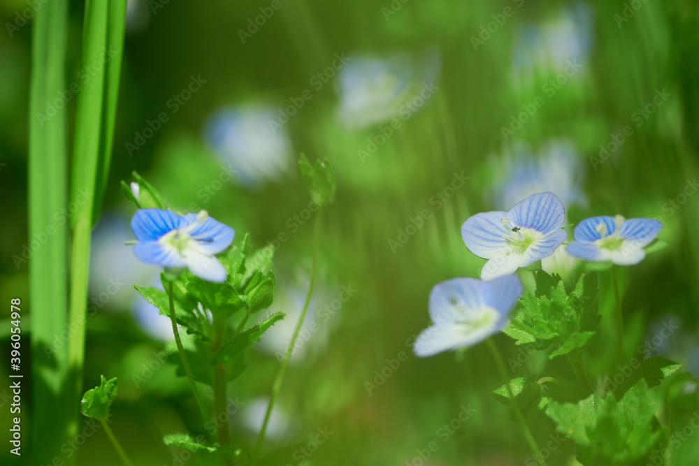 Niebieskie polne kwiaty rosnące wśród ziół na kwiecistej łące z dala od miasta - obrazy, fototapety, plakaty 