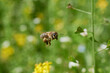 Pszczoła wracająca z kwiecistej łąki do pasieki z cennym zbiorem netaru do produkcji miodu