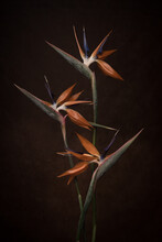 Still Life Of Three Colorful Tropical
Bird Of Paradise Flowers (strelitzia Reginae) On Dark Background 