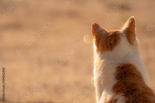 夕陽に照らされた猫 後ろ姿 Stock Photo Adobe Stock