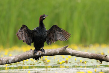 Canvas Print - The pygmy cormorant (Microcarbo pygmeus) or (Phalacrocorax pygmeus) sitting on the branch witk green background. A small cormorant with outstretched wings on an old dry stick.