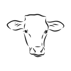 black and white linear paint draw bull vector illustration. bull vector sketch illustration