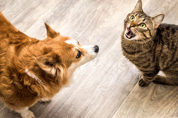 Wall Mural - Portrait of a cat and a dog nearby. Close up