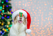 Border Collie Wearing Red Santa Hat Holds Gift Box On It Nose. Festive Background With Christmas Tree. Empty Space For Text