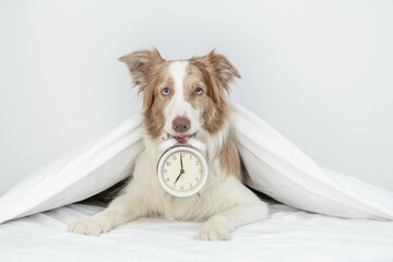 Poster - Border collie lying under white blanket on a bed at home and holds alarm clock in it mouth