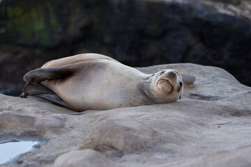 Wall Mural - sea lion on the beach