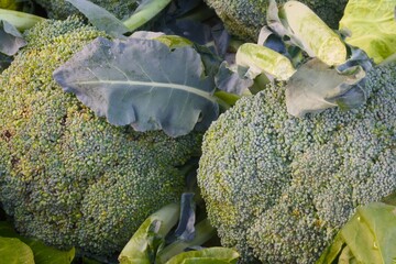 Wall Mural - close up of broccoli