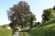Blick über den Berggarten auf die Stadtmauer in Blankenburg