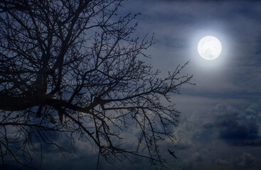 Wall Mural - Full moon in the garden above the tree branches