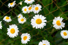 White With Yellow Centers Of Daisies At The Old Metal Fence, Iron Mesh. Lots Of Beautiful White Flowers.
