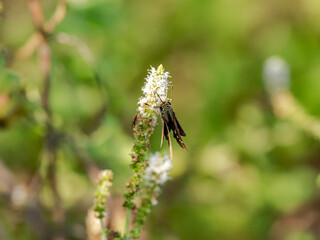 Wall Mural - common straight swift on a small white flowers 4