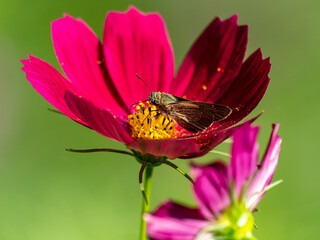 Poster - common straight swift on a red flower 3