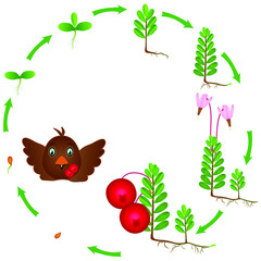 Wall Mural - Life cycle of a cranberry plant on a white background.