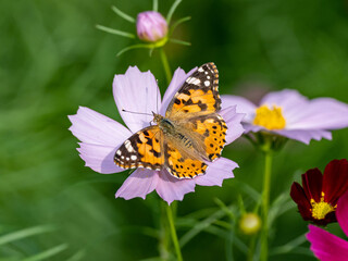 Wall Mural - Painted Lady butterfly feeding from flower 13