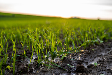 Close up young wheat seedlings growing in a field. Green wheat growing in soil. Close up on sprouting rye agriculture on a field in sunset. Sprouts of rye. Wheat grows in chernozem planted in autumn.