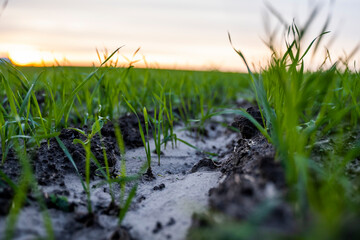  Close up young wheat seedlings growing in a field. Green wheat growing in soil. Close up on sprouting rye agriculture on a field in sunset. Sprouts of rye. Wheat grows in chernozem planted in autumn.