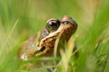 Wall Mural - frog on the grass