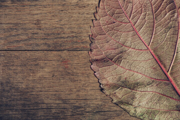 Aufkleber - Close up Beautiful faded old leaf on a brown old wooden table. Abstraction autumn style concept. Background pattern for design.